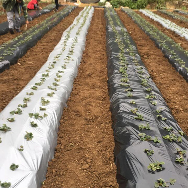 HYDROPONIC DEPOT 1 Mil LLDPE Silver Black Metallic Plastic Mulch Plastic Film for Fruits, Vegetables, Crops, Greenhouse, Garden